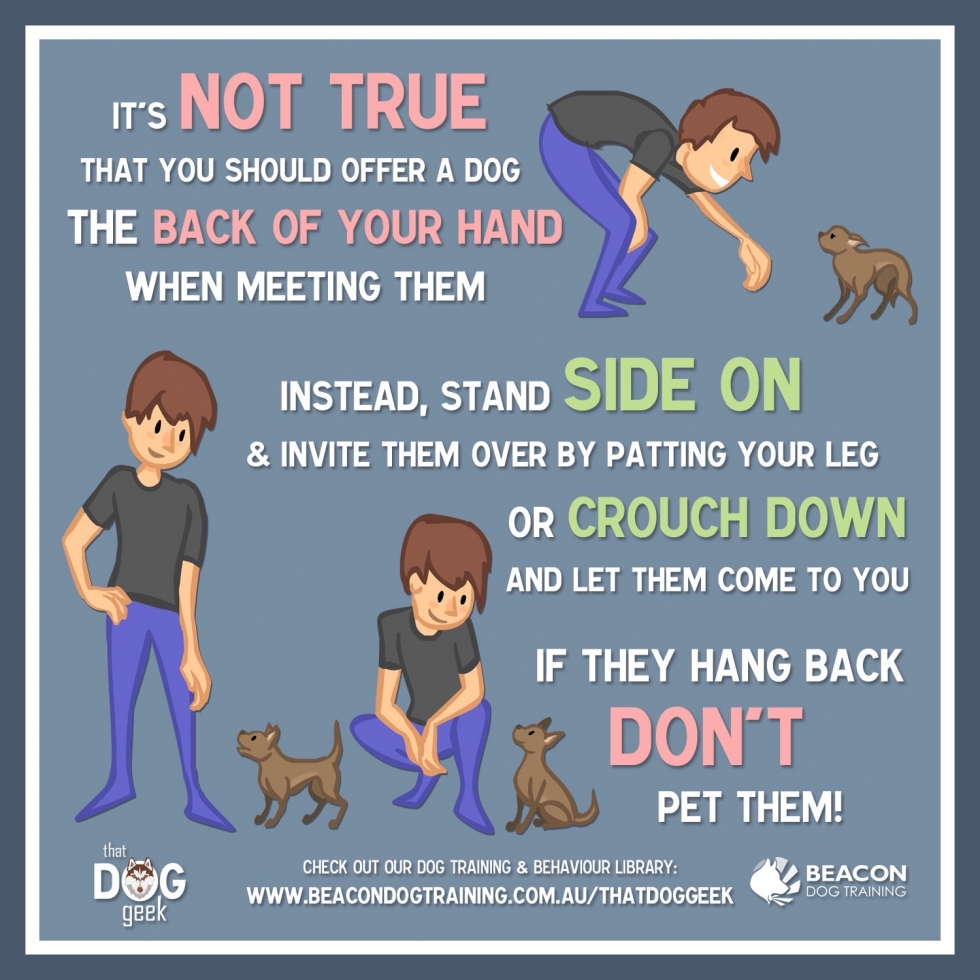 cinti craigslist pets