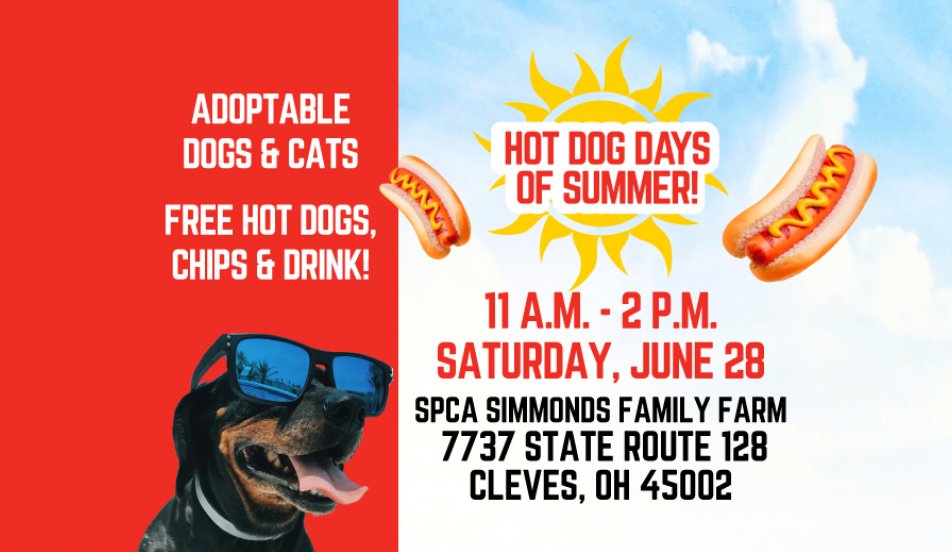 Hot Dog Days of Summer