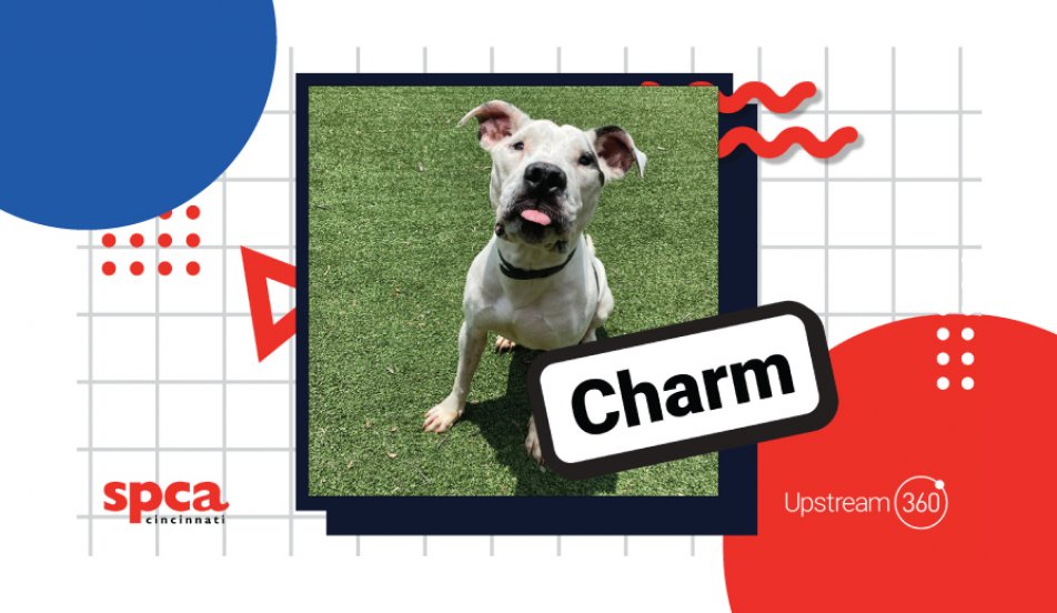 Dog of the Month Upstream 360