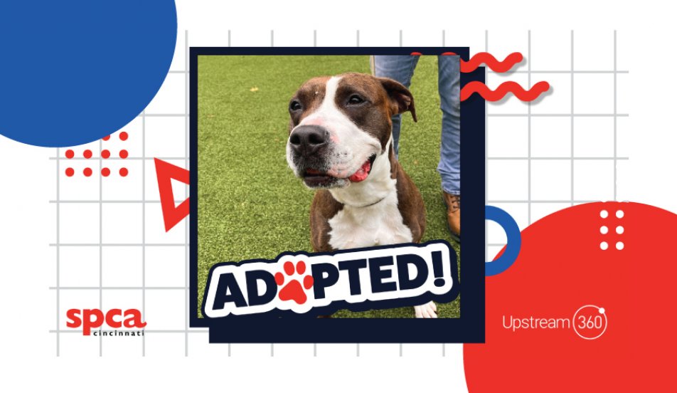 Dog of the Month Upstream 360
