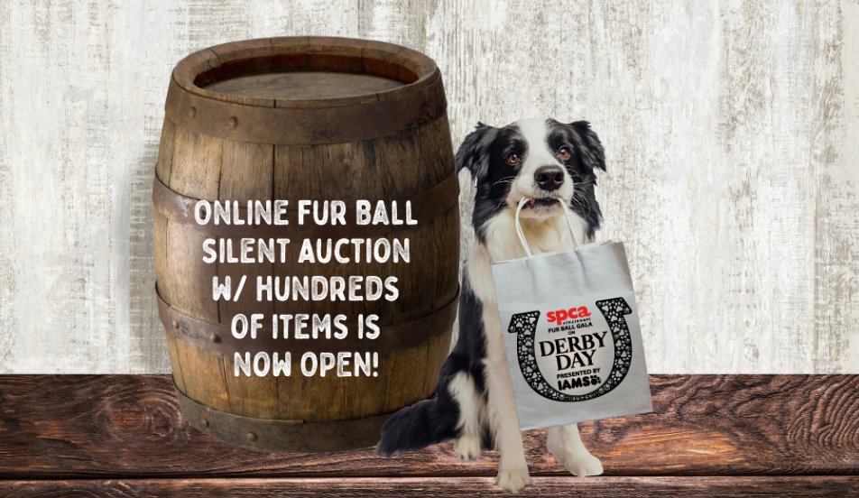 Fur Ball Silent Auction