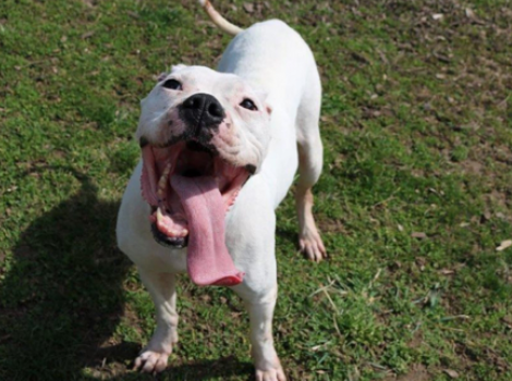 White pitbull outside with tongue out