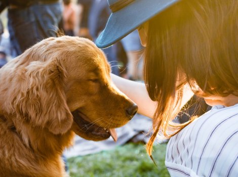 Golden retriever outside