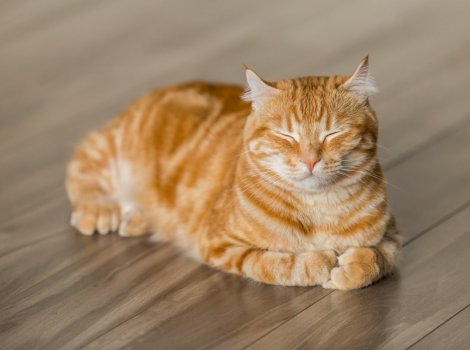 Spca near hot sale me cats